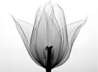 X-ray tulip